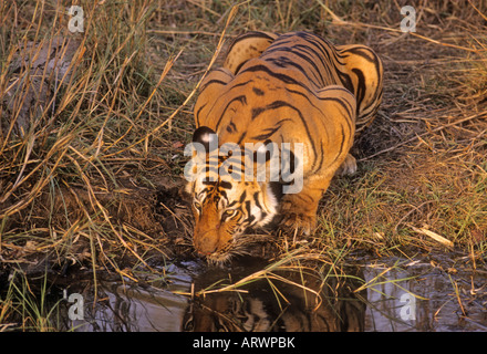 Tigre du Bengale Royal de boire à l'étang de la jungle Bandhavgarh Parc National de l'Inde Banque D'Images