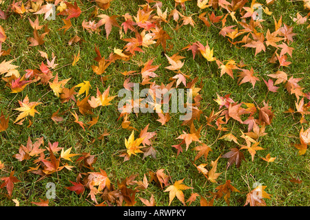 Les feuilles d'érable japonais dans la couleur de l'automne lying on grass Bainbridge Island Washington USA Banque D'Images