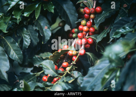 Café en grains mûrs sur un arbre à feuilles persistantes dans une plantation au Kenya sont prêtes pour la cueillette Banque D'Images