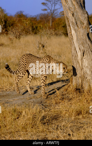 Cheetah explorer Banque D'Images