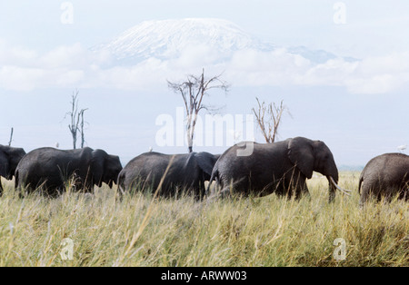 Une famille d'éléphants au Kenya Masai du célèbre parc national d'Amboseli avec snowcapped Mount Kilimanjaro au-delà Banque D'Images