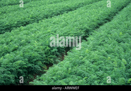 Partie d'un champ contenant des lignes de maturation saine ou CAROTTE Daucus carota plantes avec traces de tracteur visible Banque D'Images