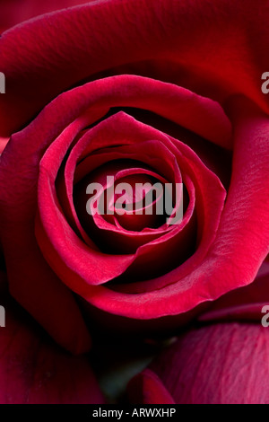 La rose a été associée avec la beauté et l'amour depuis les temps anciens et est la fleur nationale de l'Angleterre et United States Banque D'Images