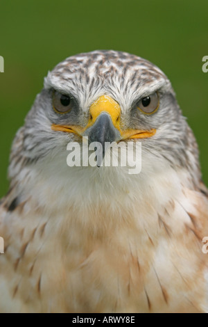 Buse rouilleuse, Buteo regalis Banque D'Images