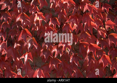 Feuillage de l'Automne Couleurs de Boston ivy japonais en Alsace France Banque D'Images