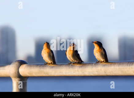 Trois hirondelles rustiques (Hirundo neoxena Welcome) perché sur une balustrade avec les gratte-ciel de Perth la distance. L'ouest de l'Australie Banque D'Images