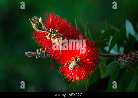 Callistemon citrinus, Crimson Bottlebrush, Myrtaceae Banque D'Images