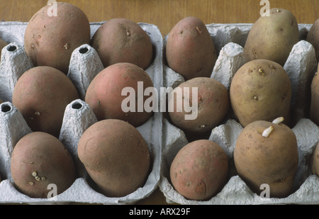 Solanum tuberosum variétés mixtes. Les plants de pommes de terre chitting à egg box.. Banque D'Images