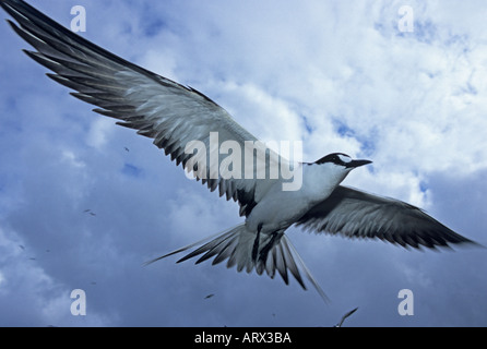 La sterne pierregarin (Sterna fuscata) en vol, l'île de l'Ascension, Océan Atlantique Sud Banque D'Images