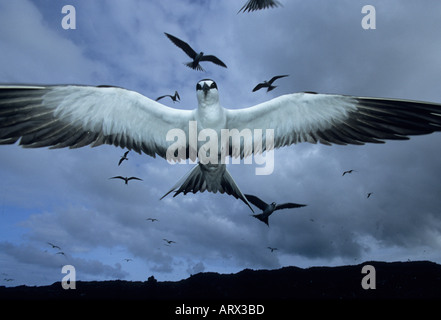 La sterne pierregarin (Sterna fuscata) en vol, l'île de l'Ascension, Océan Atlantique Sud Banque D'Images