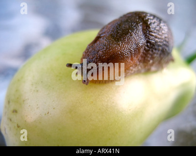 La mère de tous les limaces ramper sur une tomate prune/roms non affinés à partir de mon jardin. Banque D'Images