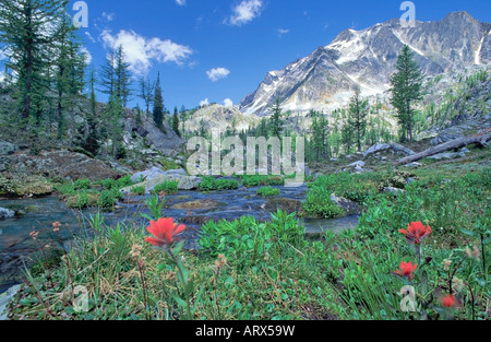 Fleurs pinceau par stream Mont Monica meadows Purcell British Columbia Canada Banque D'Images