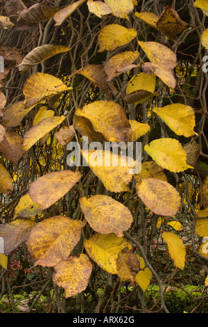 Orme - Ulmus camperdownii Camperdown - devient jaune à l'automne de Bainbridge Island Washington USA Banque D'Images