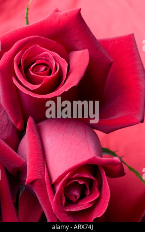 La rose a été associée avec la beauté et l'amour depuis les temps anciens et est la fleur nationale de l'Angleterre et United States Banque D'Images