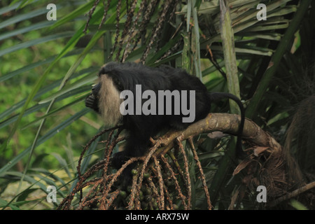 Macaque à queue de lion, une espèce menacée sur un arbre. Banque D'Images