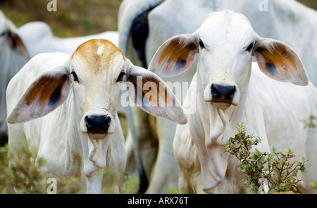 Les chèvres de la ferme du Costa Rica Montezuma Banque D'Images