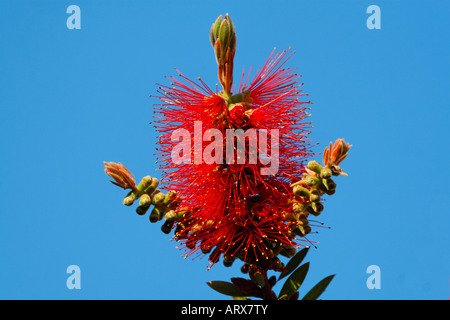 Callistemon citrinus, Crimson Bottlebrush, Myrtaceae Banque D'Images