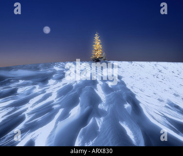 DE - La Bavière : sapin Noël dans l'Allgäu Banque D'Images