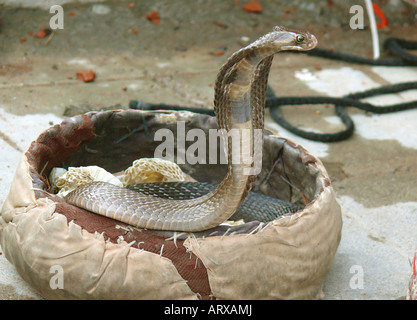 King Cobra sortant Rishikesh Inde Banque D'Images