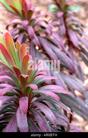 EUPHORBIA AMYGDALOIDES PURPUREA LA COULEUR DE LA FEUILLE devient particulièrement intense au cours de l'hiver présentées à la mi-février Banque D'Images