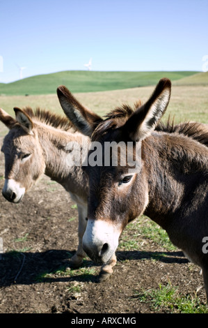 Ânes au repos Banque D'Images