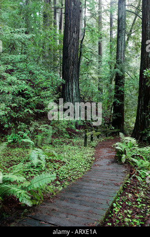 Chemin à travers des séquoias de Californie Banque D'Images