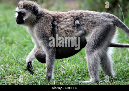 Femme et mère singe Chlorocebus avec de jeunes dans la réserve de Masai Mara au Kenya Afrique Banque D'Images