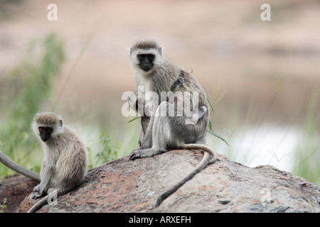 Femme et mère singe Chlorocebus avec de jeunes dans la réserve de Masai Mara au Kenya Afrique Banque D'Images