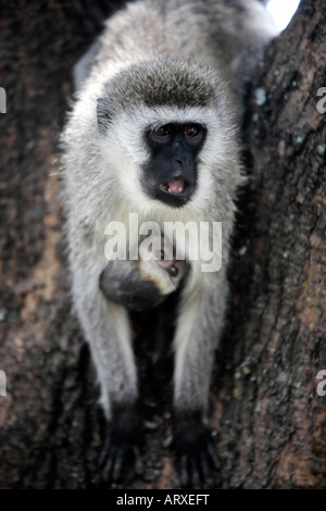 Femme et mère singe Chlorocebus avec de jeunes dans la réserve de Masai Mara au Kenya Afrique Banque D'Images