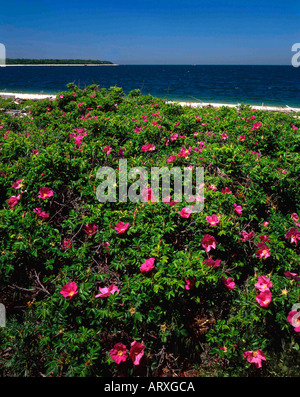 La floraison des buissons de rose musquée sur une plage le long du Long Island Sound à Greenport NY Banque D'Images