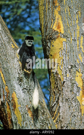 Singe Colobus noir et blanc, Colobus guereza, Elsamere, le lac Naivasha, Kenya Banque D'Images