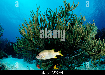 Maître jaune sous coral Lutjanus apodus Mer des Caraïbes Belize Banque D'Images