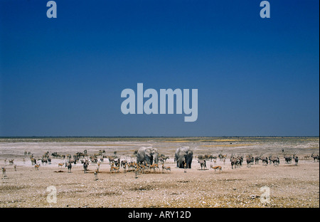 Waterhole populaires assisté par l'éléphant, oryx, gazelle de thomsons et Burchell zèbre, Etosha National Park, Namibie Banque D'Images