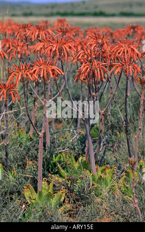 Fleurs sauvages, White Spotted Aloe, Eastern Cape, Afrique du Sud Banque D'Images