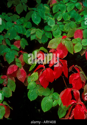 Les feuilles des arbres cornouiller trun fiery red à l'automne Banque D'Images