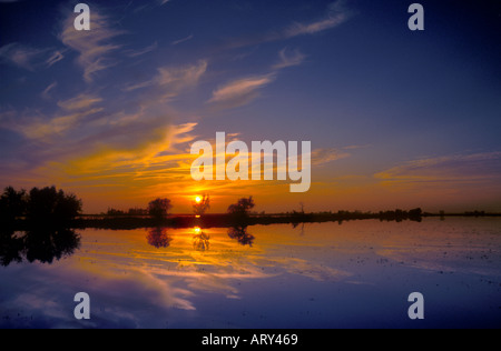 Coucher de soleil sur les rizières inondées dans la Vallée de Sacramento en Californie Banque D'Images