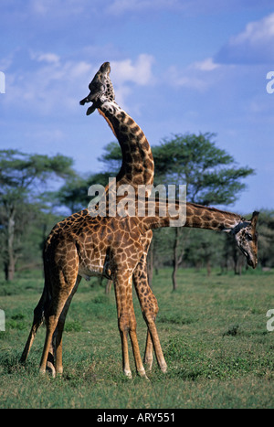 Les Masais Girafe (Giraffa camelopardalis) HOMMES SPARRING Parc national de Serengeti TANZANIE Afrique de l'Est Banque D'Images