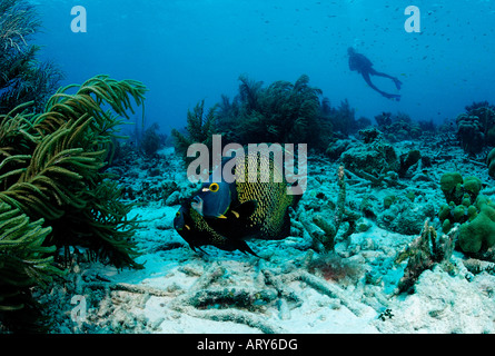 Angelfishes français Pomacanthus paru et plongeur Mer des Caraïbes Bonaire Banque D'Images