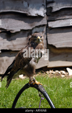 Un Harris Hawk à une exposition d'oiseaux de proie. Banque D'Images