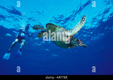 Un homme tubas ainsi qu'une tortue de mer verte (Honu) dans Hanuama Bay, Oahu. Banque D'Images