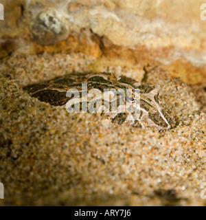 La grenouille cornue Ceratophrys ornata ornementé de sable dans la dépression de l'Amérique du Sud Banque D'Images