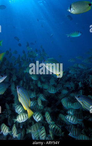 Bluestripe Snapper et la scolarisation Convict Tang sont communs à l'Hawaii's les récifs coralliens. Cette photo prise à Hanauma Bay. Banque D'Images