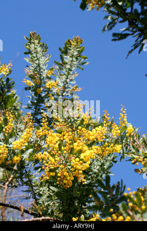 Acacia Acacia baileyana MERIMBULA Banque D'Images