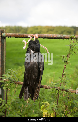 Étranges pratiques agricoles et contrôle des oiseaux de vermine; les corneilles mortes accrochées à la clôture de ferme métallique dans le creux de Bowland, Lancaster, Lancashire Royaume-Uni. Banque D'Images