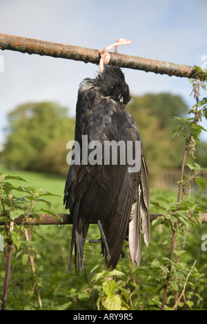 Étranges pratiques agricoles et contrôle des oiseaux de vermine; les corneilles mortes accrochées à la clôture de ferme métallique dans le creux de Bowland, Lancaster, Lancashire Royaume-Uni. Banque D'Images