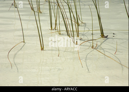 Reeds and White Sand Lake Birraété K'gari / Fraser Island Queensland Australie Banque D'Images