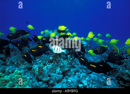 Petite école de l'Albacore Rouge-barbet Mulloides vanicolensis () nager sur le récif de corail hawaïenne. Nom hawaiien est ( weke ula ) Banque D'Images