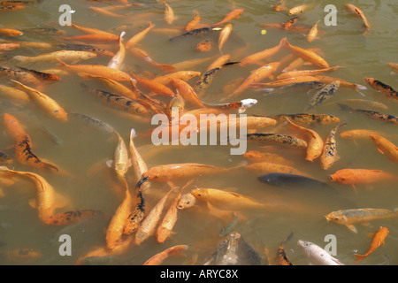 Koi ; un membre de la famille des carpes de poissons. Un poisson décoratif apprécié, populaire dans les étangs japonais. Ces poissons ont été trouvés dans le Koi Banque D'Images