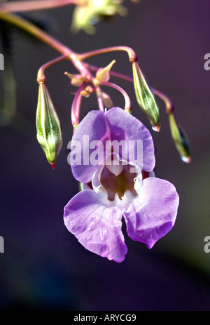 Close up of Himalayan ou baumier indien Banque D'Images