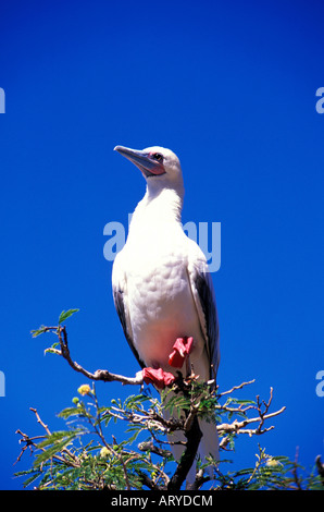 Endangeerd à pieds rouges (Sula sula rubripes) niche dans les Ulupa'u cratère situé sur la péninsule de Mokapu windward, Oahu. Il Banque D'Images